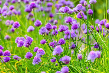 Obraz premium Common Chive flowers 