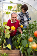 Husband and wife harvesting yellow bell peppers together in greenhouse