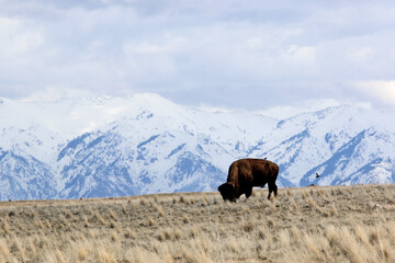 Bison on Antelope Island, Utah, in winter	