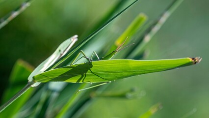 Isolated close up macro image of a green bug with green background casting its shadow on a leaf