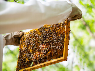 Beekeeper holding frame with honey comb. Selective focus. Agriculture industry. Production of sweet gold organic product for human consumption. Popular garden hobby.