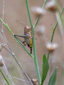 Isolated close up macro portrait of a beautiful grasshopper- Armenia
