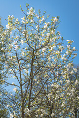 An upward view of the blooming branches of a magnolia tree against the blue sky.