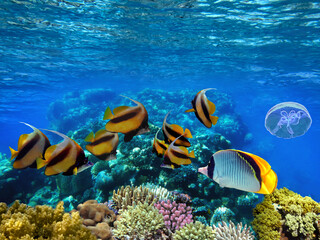 Naklejka na ściany i meble School of beautiful fish on soft and hard coral in shallow water of the Red Sea