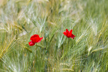 Fototapeta premium in the barley field - wild poppy flowers - soft focus