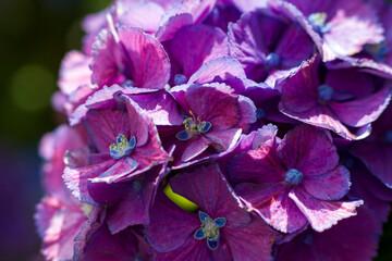 Macro image, pink hydrangea flower background