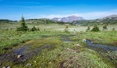 Fototapeta na wymiar Meadow landscape at Mount Assiniboine Provincial Park in British Columbia, Canada