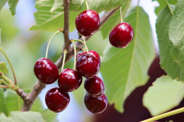 Ripe juicy cherries seen up close