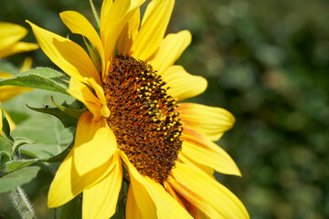Angled view of a sunflower in the summer sun