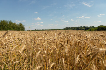 Wheat crop field. Wheat field. Close-up of wheat growing outdoors.