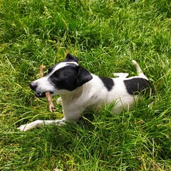 jack russell terrier sitting on grass