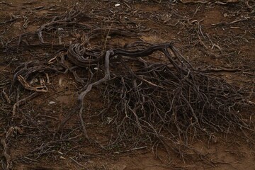 Fototapeta premium raiz seca