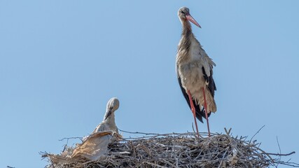 Isolated close up of nesting stork birds in the stork village- Armenia