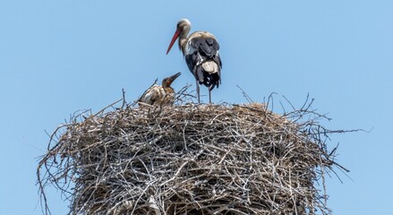 Isolated close up of nesting stork birds in the stork village- Armenia