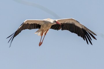 Isolated close up portrait of a single mature stork in flight before landing- Armenia