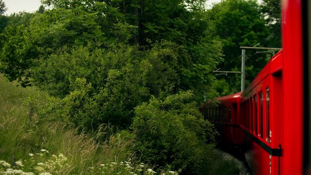 Old red train moves along beutiful green summer scenery
