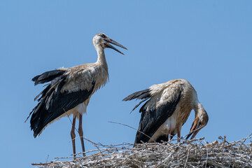 Isolated close up of nesting stork birds in the stork village- Armenia