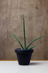 an indoors close up of a Sansevieria cylindrica plant in a black flower pot with a brown background