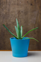 an indoors close up of aloe vera plant in a turquoise flower pot with a brown background