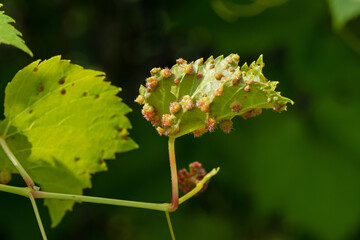 Grape aphid phylloxera has attacked vine leaves - a serious horticultural problem