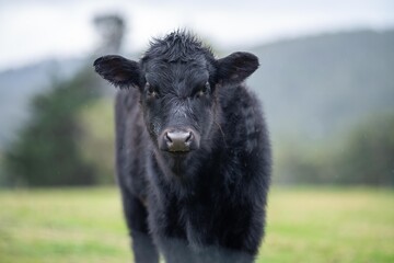 Fototapeta premium livestock beef cattle in a field on a farm. close up of a cows face.