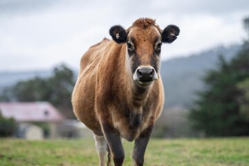 Naklejka na ściany i meble Beautiful dairy cow standing in a field