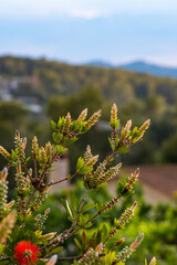 Bottlebrush or Little John - Dwarf Callistemon tree, Catalonia.