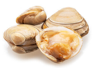 Opened and closed hard clams or round clam isolated on white background. © Екатерина Иванова