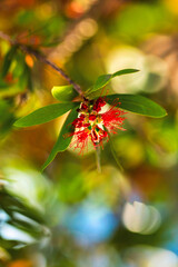 Red bottlebrush flower. Bottlebrush or Little John - Dwarf Callistemon. Selective focus, blurry background, close up. Copy space