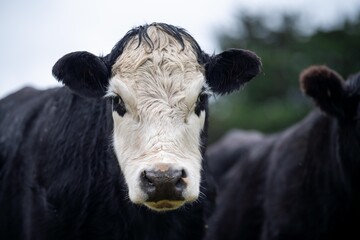 livestock beef cattle in a field on a farm. close up of a cows face.