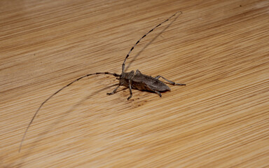 Acamthocinus aedilis