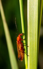 Rhagonycha fulva