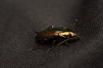 Poecilus cupreus