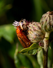 Rhagonycha fulva