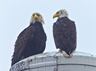 Bald eagles perch on a tsunami warning mast in Washington