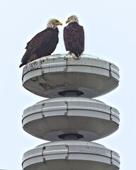 Bald eagles perch on a tsunami warning mast in Washington