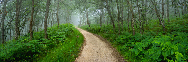 Fototapeta premium Mystical Foggy Forest - A Panoramic View of Oak Trees and a Hiking Trail