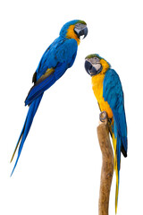 blue and yellow macaw on two  PNG © PotPixel