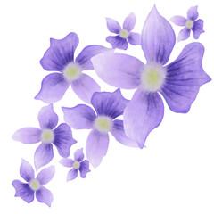 Viola flower, grass flower 