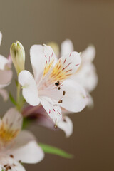 Obraz premium Alstroemeria, Lily of the Incas