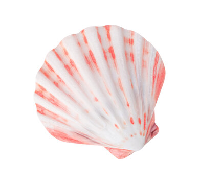  seashell isolated on white background