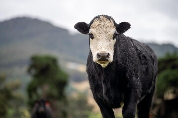 Fototapeta premium livestock beef cattle in a field on a farm. close up of a cows face.