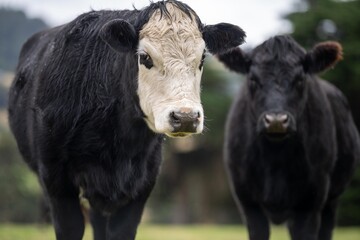 Sustainable cows in a meadow. Portrait of a cow in a field