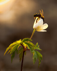bee in flower