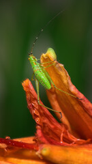 A very small jumping insect, maybe a member of the grasshopper family, spent weeks on the flowers...
