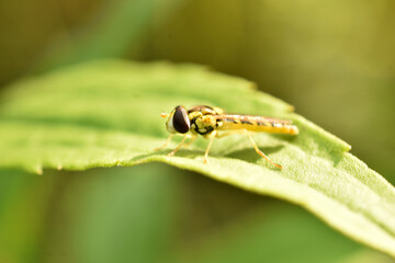 A hoverfly, Syrphus ribesii, sitting on a green leaf, sunny day in springtime, High quality photo