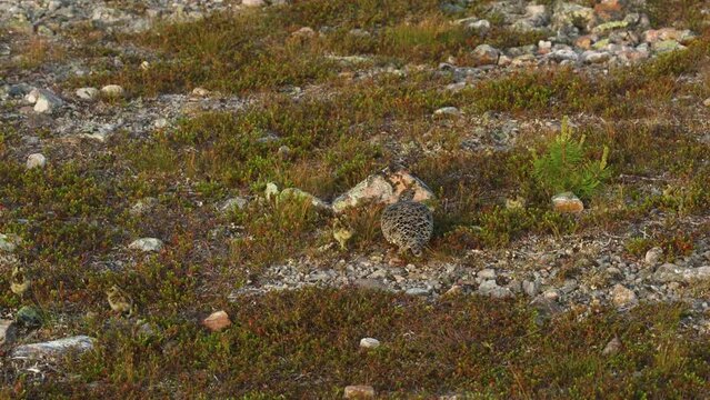 Rock ptarmigan walking around with small chicks on a summer morning in Urho Kekkonen National Park, Northern Finland
