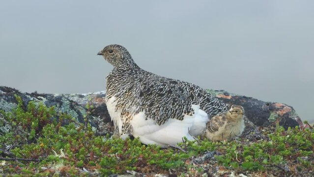 Rock ptarmigan with small chicks on a summer morning in Urho Kekkonen National Park, Northern Finland