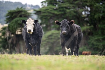 Stud Angus, wagyu and murray grey, Dairy, beef bulls and cows, being grass fed on a hill in Australia.