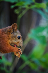 Fototapeta premium Squirrel eating peanut with leaves on the background